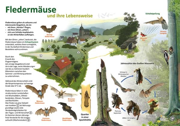 Bild- und Lehrtafel: Fledermäuse und ihre Lebensweise